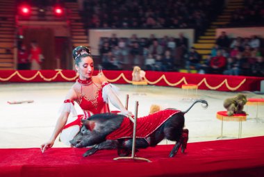 Sirk arenasında domuz performansı.