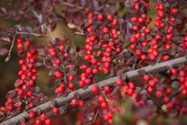 Sonbahar ormanında ayıüzümlü, parlak kırmızı meyveler.