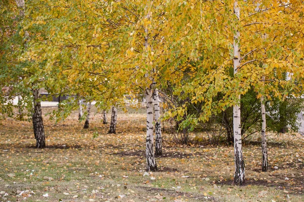 Яскраве листя берези в осінньому парку . — стокове фото