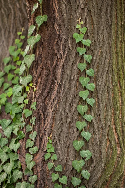 Ivy weven op de schors van een oude boom. natuurlijke textuur, achtergrond, close-up. — Stockfoto
