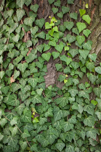 Tisser du lierre sur l'écorce d'un vieil arbre. texture naturelle, fond, gros plan. — Photo