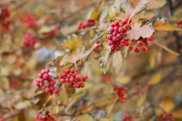 Красная ветвь вибурнума в саду. Viburnum viburnum opulus ягоды и листья на открытом воздухе осенью. Куча красных ягод вибурнума на ветке. — стоковое фото