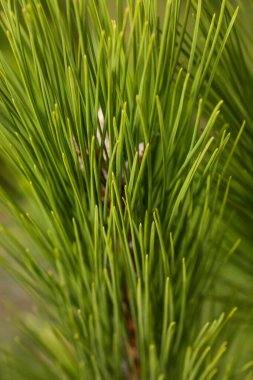 Pine Needles Soyut Arkaplan. Çam dalına iğneler.