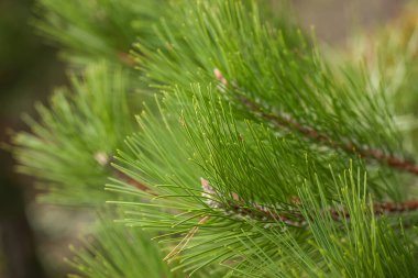 Pine Needles Soyut Arkaplan. Çam dalına iğneler.