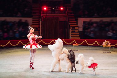Sirkteki Köpekler Performansı. Sirk gösterisi