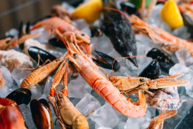 Buzlu deniz ürünleri. Yengeç, mersin balığı, kabuklu deniz hayvanı, karides, Rapana, Dorado, beyaz buz üzerinde.