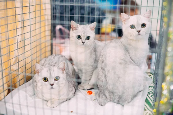 Exposição ou gatos justos. Gatos na gaiola . — Fotografia de Stock