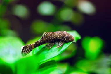 Balık Ancistrus Ancistrus Dolichopterus bir tatlı su akvaryumunda.