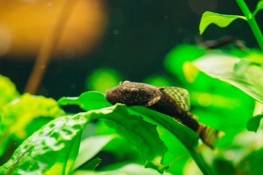 Balık Ancistrus Ancistrus Dolichopterus bir tatlı su akvaryumunda.
