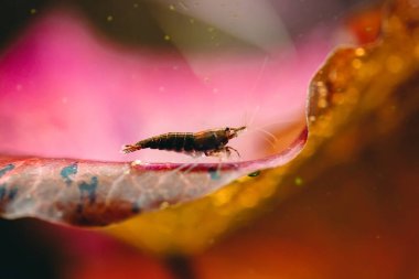 Tatlı su akvaryumu tankında kırmızı arka planı olan büyük karides.