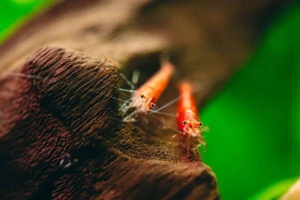 Camarões anões vermelhos de fogo de cerejeira permanecem na decoração de madeira em aquário de água doce com fundo escuro e verde. — Fotografia de Stock