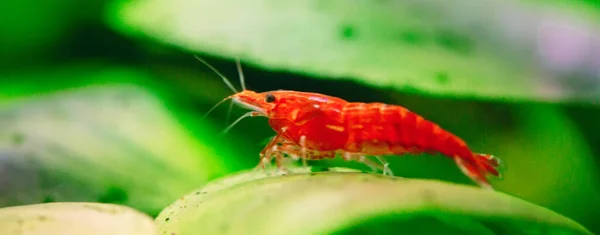 Camarones enanos rojos o cerezos con fondo verde en acuario de agua dulce. —  Fotos de Stock