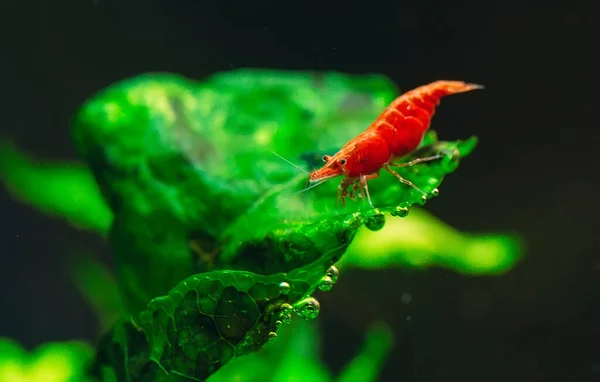 Большой огонь красный или вишневый карлик креветки с зеленым фоном в аквариуме с пресной водой. — стоковое фото