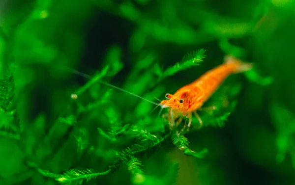 Grande fuoco rosso o ciliegia gamberetti nani con sfondo verde in serbatoio di acqua dolce. — Foto Stock