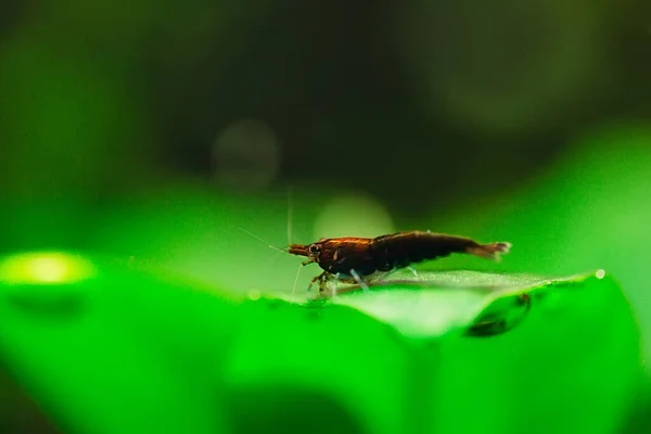 淡水水族館タンクの緑の背景を持つ大きな暗いエビ — ストック写真