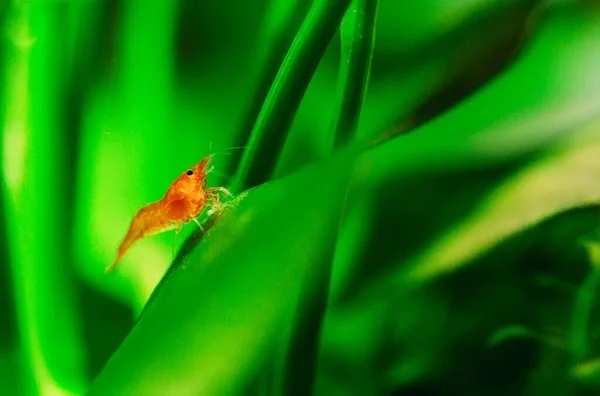 Duży ogień czerwony lub wiśniowy karzeł krewetki z zielonym tle w zbiorniku akwarium słodkowodnego. — Zdjęcie stockowe