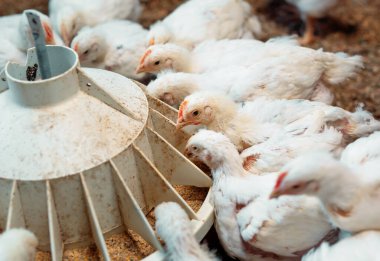 Kümes hayvanları çiftliğinde beyaz ızgara tavuk.