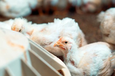 Kümes hayvanları çiftliğinde beyaz ızgara tavuk.