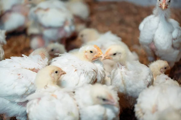 Kümes hayvanları çiftliğinde beyaz ızgara tavuk. — Stok fotoğraf