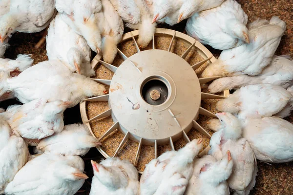 White broiler Chicken at the poultry farm. — Stock Photo, Image
