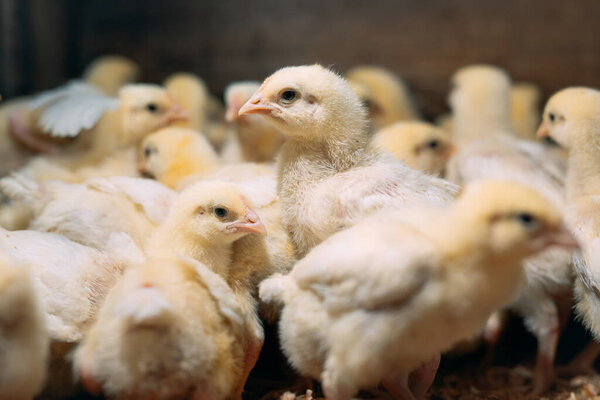 Broiler Chicken Chicks at the poultry farm.