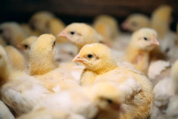 Pollitos de pollo de engorde en la granja avícola. — Foto de Stock