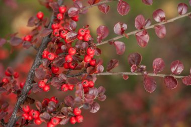 Parkta parlak kırmızı böğürtlen ve kızılcık..