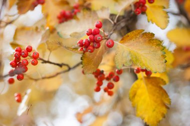 Bahçedeki kırmızı viburnum dalı. Viburnum viburnum opulus böğürtlen ve sonbaharda dışarı çıkar. Bir dal üzerinde kırmızı viburum meyveleri.