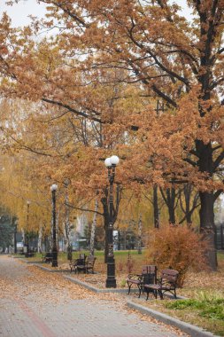 Sarı sonbaharda sokağın ortasına park et..