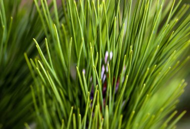 Pine Needles Soyut Arkaplan. Çam dalına iğneler.