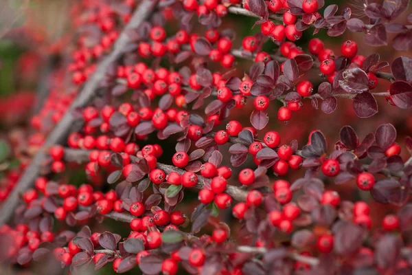 Bright red berries of bearberry cotoneaster in the park. — Stock Photo, Image