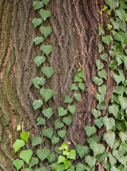 Tecendo hera no latido de uma árvore velha. textura natural, fundo, close-up. — Fotografia de Stock