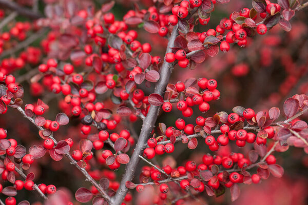 Bright red berries of bearberry cotoneaster in the park.
