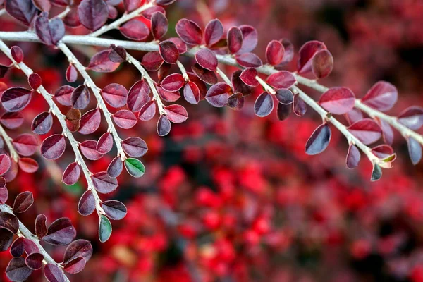 Bright red berries of bearberry cotoneaster in the park. — Stock Photo, Image