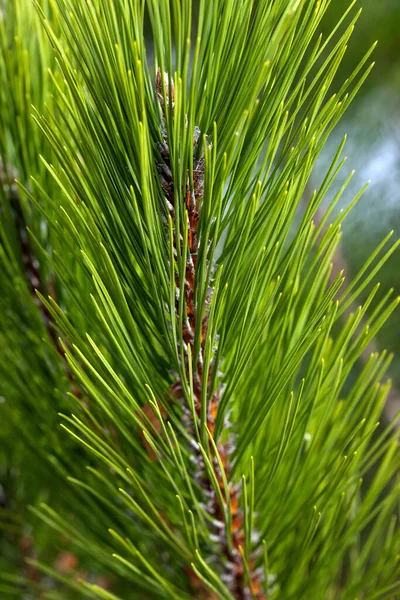 Pine Needles Abstract Background. Needles on a pine branch.