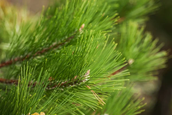 Pine Needles Abstract Background. Needles on a pine branch. — Stock Photo, Image