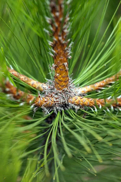 Pine Needles Abstract Background. Needles on a pine branch.