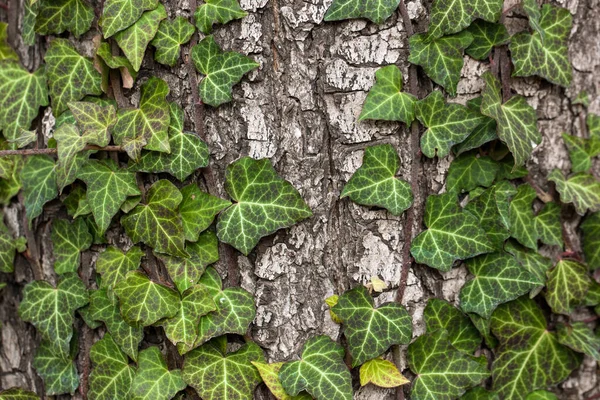 Tisser du lierre sur l'écorce d'un vieil arbre. texture naturelle, fond, gros plan. — Photo