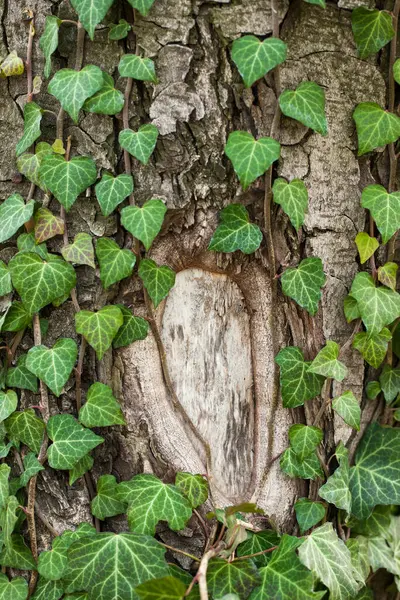 Tisser du lierre sur l'écorce d'un vieil arbre. texture naturelle, fond, gros plan. — Photo