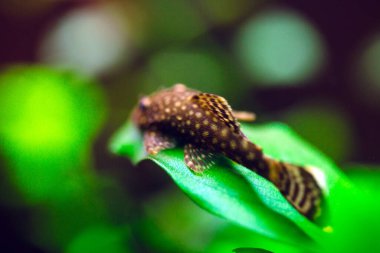 Balık Ancistrus Ancistrus Dolichopterus bir tatlı su akvaryumunda.