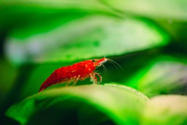 Tatlı su akvaryum tankında yeşil arka planı olan büyük ateş kırmızısı ya da kiraz cücesi karidesi..