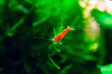 Tatlı su akvaryum tankında yeşil arka planı olan büyük ateş kırmızısı ya da kiraz cücesi karidesi..