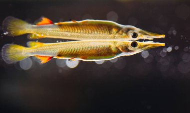 Güreşen yarım gagalı Dermogenys tatlı suda dişi..