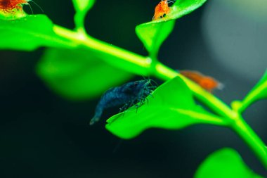 Mavi rüya neocardina karides akvaryumu ev hayvanları tatlı su hobisi.