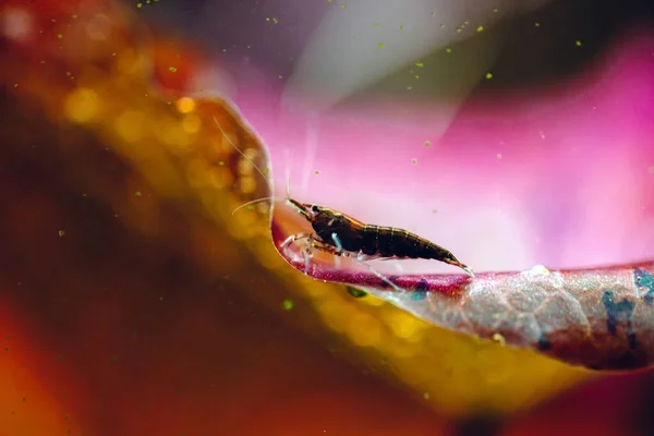 Große Garnelen mit rotem Hintergrund im Süßwasser-Aquarium — Stockfoto