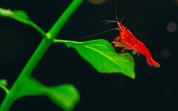 Big fire red or cherry dwarf shrimp with green background in fresh water aquarium tank. — Stock Photo, Image