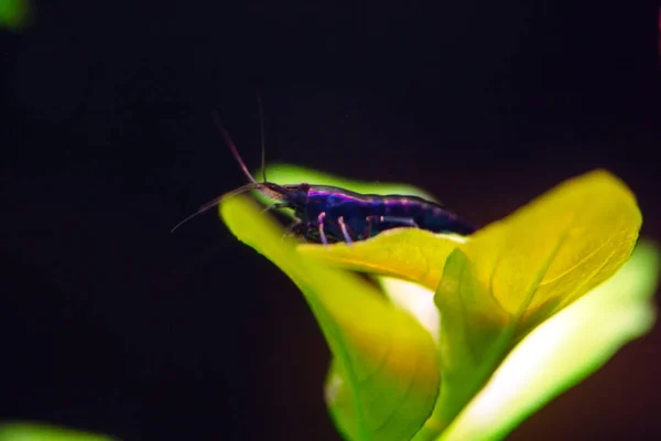 Große dunkle Garnelen mit grünem Hintergrund im Süßwasser-Aquarium — Stockfoto