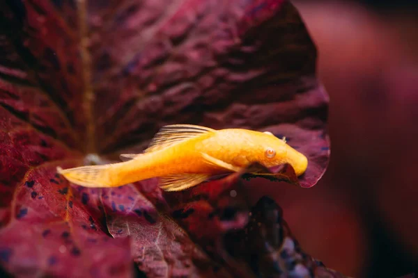Жовтий давній альбінос у прісноводному акваріумі. — стокове фото