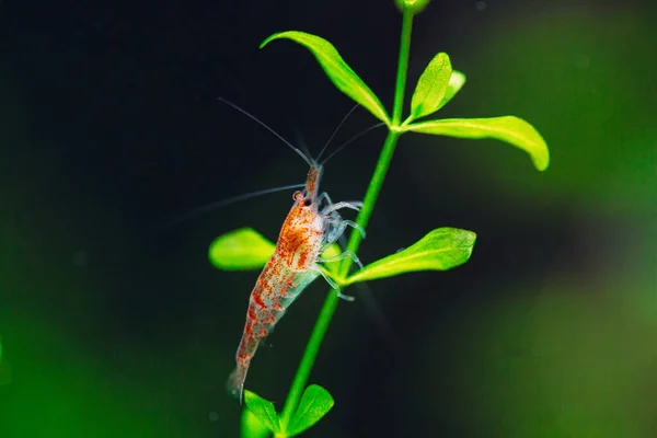 Camarão anão grande fogo vermelho ou cereja com fundo verde no aquário de água doce. — Fotografia de Stock