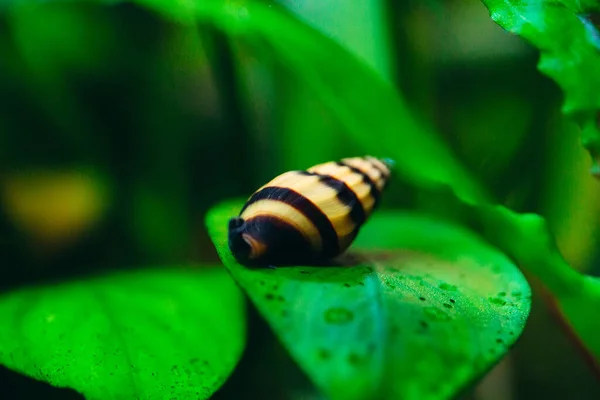 Escargot d'aquarium prédateur Helena sur une feuille. — Photo